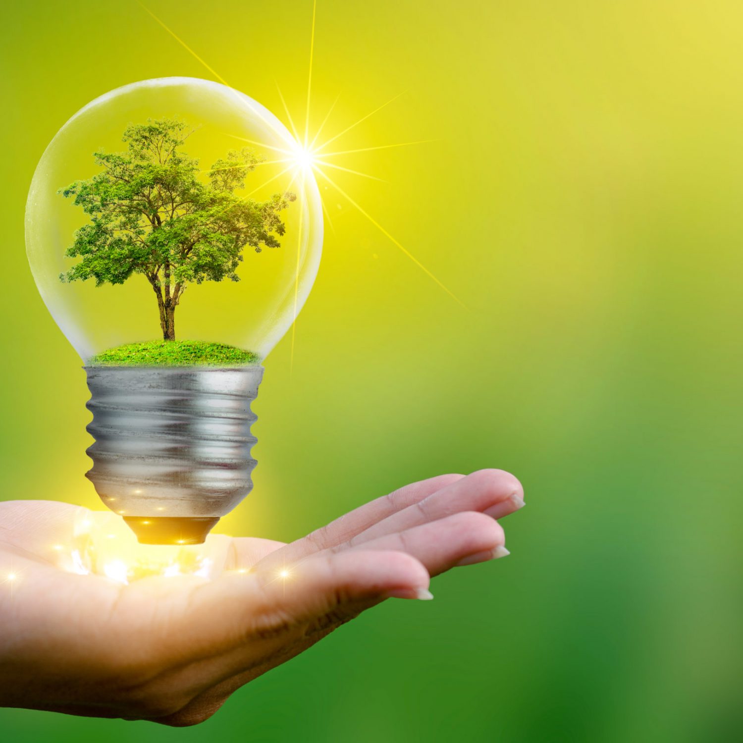 The forest and the trees are in the light. Concepts of environmental conservation and global warming plant growing inside lamp bulb over dry soil in saving earth concept